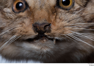 Wildcat Felis silvestris mouth nose 0001.jpg